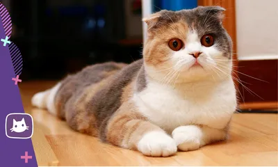 Фотографии очаровательных коротколапых кошек