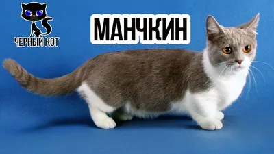 Манчкин — кошка на коротких ножках - Кот, пёс и я