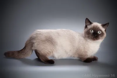 Лысая кошка с короткими лапами - 69 фото