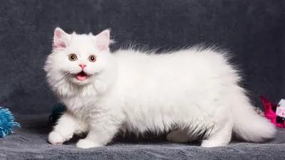 Гномы и карлики | 10 пород кошек с короткими лапами - Питомцы Mail.ru