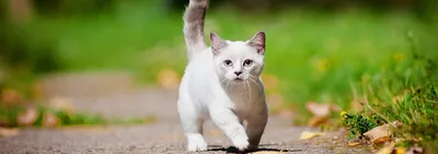 Коротконогие кошки манчкин: фото, описание породы