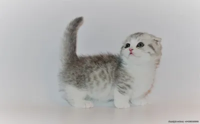 Манчкин – порода кошек с короткими лапами. Описание и фото породы кошек  манчкин