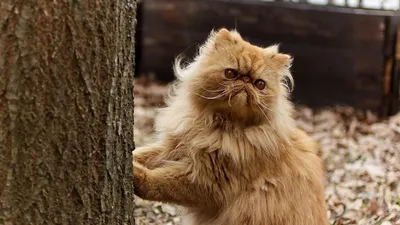 Гуся, Шлёпа, Дымка: фильм «Империя кошек» на «Пятнице!» расскажет, почему  Россию захватили коты | TV Mag