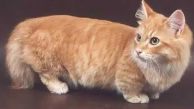ЗАБАВНО....Манчкин - порода кошек с короткими лапами