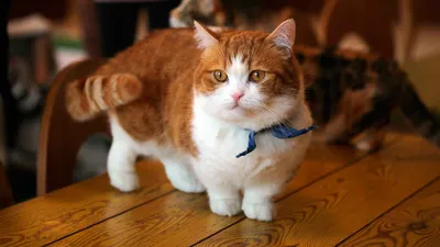 Гномы и карлики | 10 пород кошек с короткими лапами - Питомцы Mail.ru