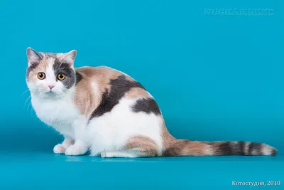 Манчкин: А как прыгать? Реальная жизнь кота, чьи лапы в 2 раза короче  положенного | Пикабу