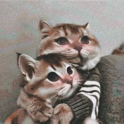 Коты обнимаются фото фотографии