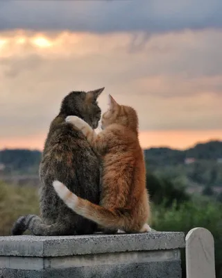 Кошки любовь (58 фото) | Красивые кошки, Смешные кошки, Кошки и котята