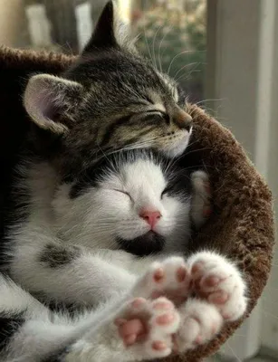 Мама кошка целует котенка. Кошка обнимает котенка и прижимает морду котенка  к своей. Кошка крепко держит ребенка котенка. Кошка серая, пушистая.  Котенок маленький, белый с рыжим. Семья кошек. Photos | Adobe Stock