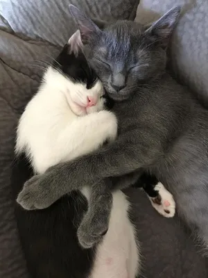 Фото Кошки обнимаются