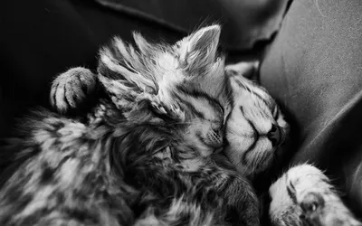 Кружка Дари! \"Я тебя люблю! Котики обнимаются. Обнимашки\", 330 мл - купить  по доступным ценам в интернет-магазине OZON (550470803)