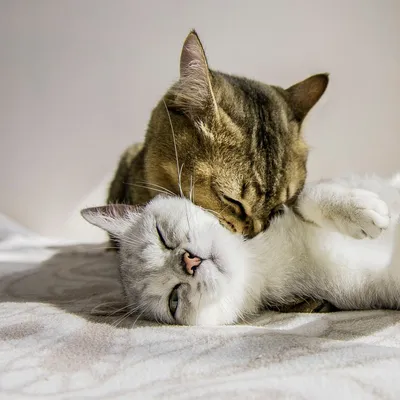 Почему котики любят обниматься? | Животные в объективе | Дзен