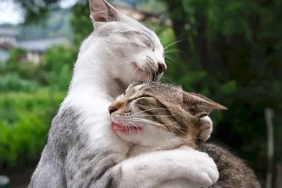 Две милые домашние короткошерстные кошки обнимаются друг с другом в  эмалированной раковине стоковое фото ©belovodchenko 89896100