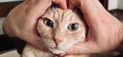 Заготовка под значок Коты обнимаются zag-zn-cats-embrace купить в  интернет-магазине krapivasu