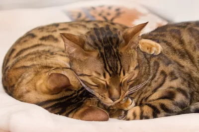 Милые котики обнимаются» — создано в Шедевруме