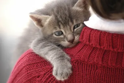 Котики коты обнимаются» — создано в Шедевруме