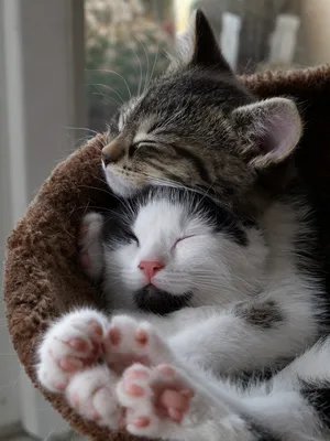 Учимся обниматься у кошек » 24Warez.ru - Эксклюзивные НОВИНКИ и РЕЛИЗЫ