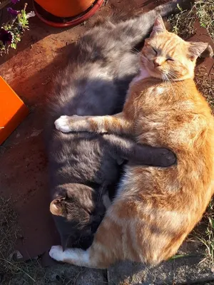 Коты обнимаются | Кот, Кошки