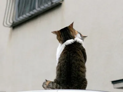 Фотогалерея \"Забавные фото\" - \"Кото-обнимашки\" - Фото породистых и  беспородных кошек и котов.