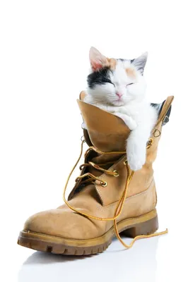 😺Почему кошки неравнодушны к хозяйской обуви | Нос, хвост, лапы | Дзен
