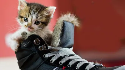 Обувь зимняя Ботинки на меху замш для собаки котов, серые
