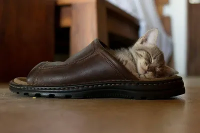 Одежда и обувь для котов и кошек - Бізнес новини Чернігова