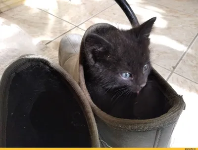 Ложка для обуви Кот (большая) - купить в интернет-магазине Brovanz