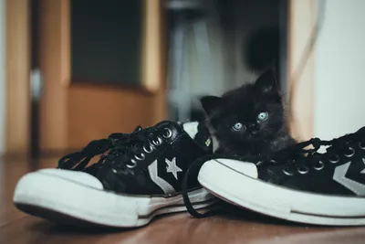 Купить тапочки вика кот (2061) для девочек в магазине обуви Sole Kids