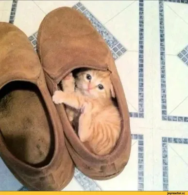 Кот ворует обувь у соседей — и ему совсем не стыдно - Питомцы Mail.ru