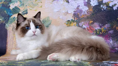 Регдолл кошка: фото, характер, описание породы
