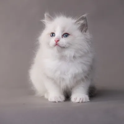 Кошка рэгдолл: описание породы, характер, цена, отзывы - Mimer.ru