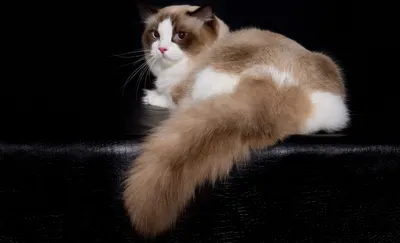 ✓ Кошка рэгдолл, крупная порода кошек с миролюбивым характером. Интересное  о породе - YouTube
