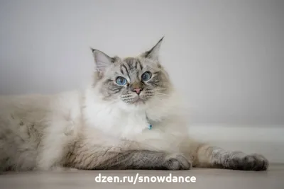 Рэгдолл кошка: фото, видео, о породе, характере, здоровье