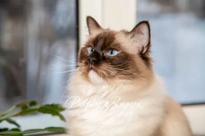 Girl ragdoll 5,5 months Color: n 03 sealbicolor Very fluffy! No spot!!! WCF  pedigree. Located in Moscow. | Instagram