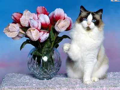Коты с цветами фото 