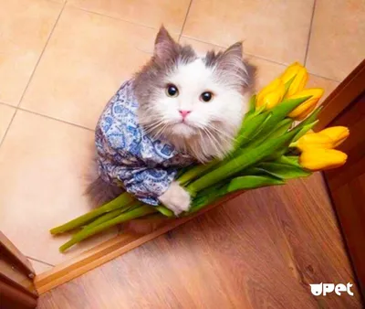Котенок с цветами - 69 фото