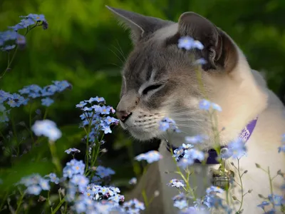 Кот-Обормот - Коты - цветы жизни ❤ | Facebook