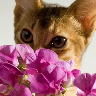 Цветок Лаванды, Аромат Которого Смягчает Ярость | Выдуманные Коты-воители  Вики | Fandom