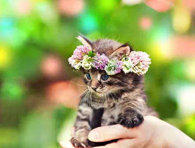 Пазл кот в цветах - разгадать онлайн из раздела \"Животные\" бесплатно