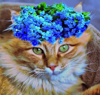 Patterned, коты разных цветов в …» — создано в Шедевруме