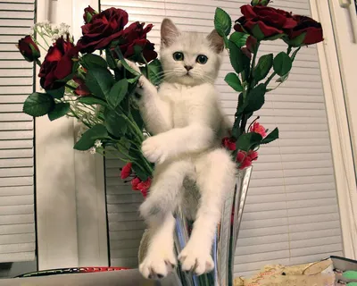 Фото Рыжий кот с цветами