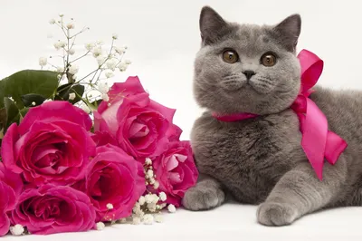 Что будет, если подарить коту цветок? - 7Дней.ру