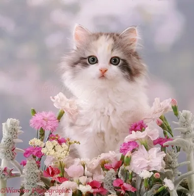 Кот с цветами | Цветы, Цветочный, Трафарет для торта