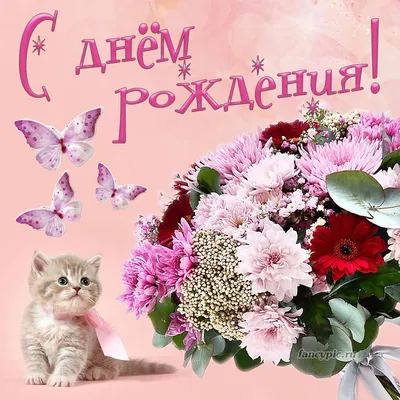 Значение цвета кошки: какие питомцы притягивают в дом деньги, счастье и  любовь - AmurMedia.ru