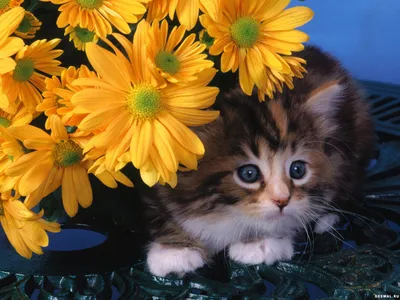 Как видят кошки и в каких цветах – ответ | РБК Украина