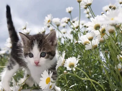 Красивая пушистая шотландская кошка стоит и нюхает желтые цветы в горшке на  белом фоне | Премиум Фото