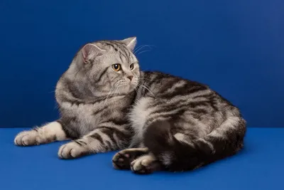 Шотландские прямоухие (страйт) - Коты на вязку