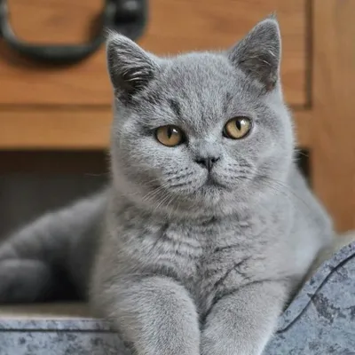 Шотландская прямоухая кошка: самолюбивая и спокойная