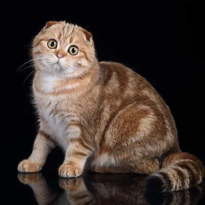 Порода кошек шотландская прямоухая: 30 фото