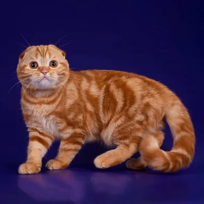 Взрослый шотландский прямоухий кот - 70 фото